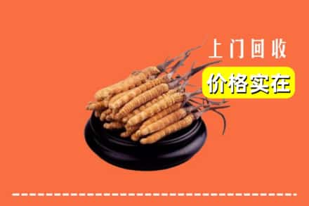 通化市二道江回收冬虫夏草